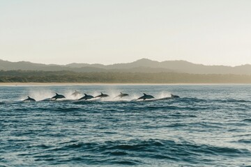 Obraz premium pod of dolphins leaping gracefully out of sparkling ocean waves in Byron Bay. 