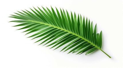 Fototapeta premium green Coconut palm leaf on white background, leaf, leaves, tropical background