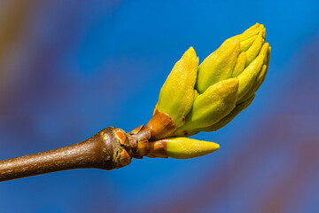 A close up of a yellow flower bud on a tree branch