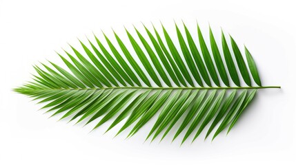 Obraz premium green Coconut palm leaf on white background, leaf, leaves, tropical background