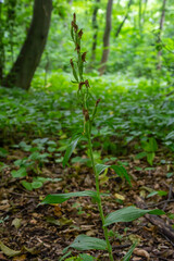 Cephalanthera longifolia, the narrow-leaved helleborine, sword-leaved helleborine or long-leaved helleborine, is a rhizomatous herbaceous perennial plant in the family Orchidaceae