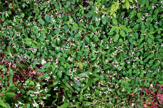Paederia foetida, wild plants which also commonly known as skunkvine or stinkvine