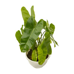 Philodendron plant in white pot isolated on transparent background	