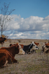 cows and bulls graze in the meadow