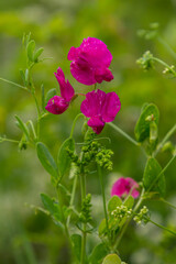 Vicia sativa flowers are blooming in the field