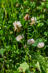 White clover flowers among the grass. Trifolium repens