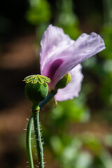 Beautiful violet poppies on a rural kitchen garden. Papaver somniferum, Opium poppy