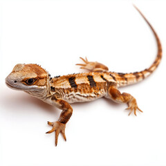 Fototapeta premium Juvenile lizard, brown and tan patterned skin, isolated.