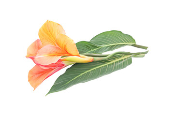 Canna Lily Blossom with Green Leaves on Black Background
