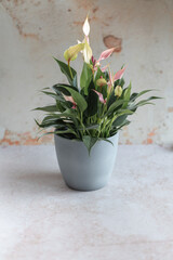 Stylish potted Anthurium plant with subtle pastel blooms, placed against a rustic backdrop. Great for lifestyle blogs, apartment decor ideas, or visuals for garden and landscaping campaigns.
