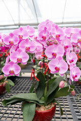 Pink Phalaenopsis orchids, a perfect choice for floristry marketing, wedding invitations, interior decor campaigns, or floral workshop materials. Iconic moth orchids.