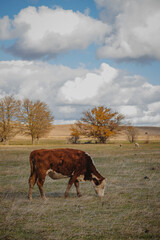 cows and bulls graze in the meadow  