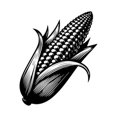 hand draw black and white corn illustration, vintage corn illustration .