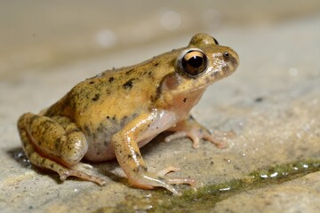 Obraz premium frog on the ground