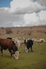cows and bulls graze in the meadow  