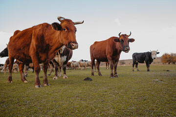 cows and bulls graze in the meadow  