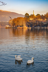 Two graceful white swans swimming in the lake of Ioannina, Greece. Snow covered mountains in the background and the minaret of Aslan Pasha Mosque.