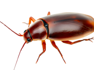 Close-up of a Reddish-Brown Cockroach on Black Background