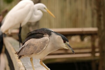 Black-crowned Night Heron Stare Homosassa Springs Florida