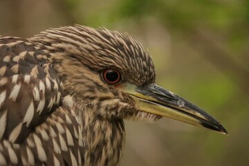 Black-crowned Night Heron Juvenile Homosassa Springs Florida