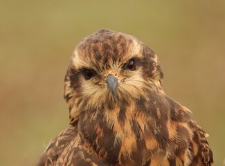 Endangered Snail Kite Evolutionary Wonder Florida