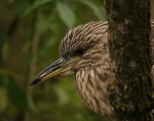 Black-crowned Night Heron Juvenile Homosassa Springs Florida