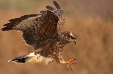 Endangered Snail Kite Evolutionary Wonder Florida