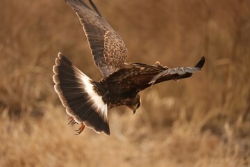 Endangered Snail Kite Evolutionary Wonder Florida