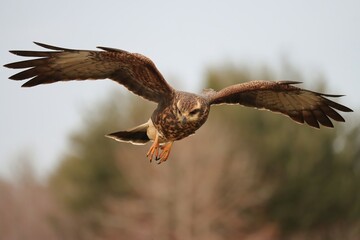 Endangered Snail Kite Evolutionary Wonder Florida