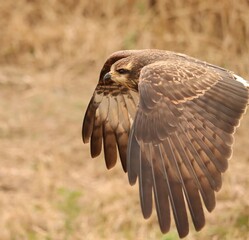 Endangered Snail Kite Evolutionary Wonder Florida