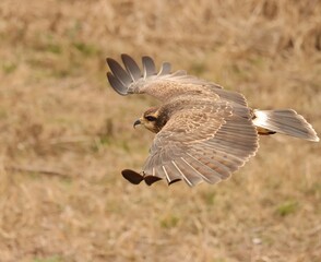 Endangered Snail Kite Evolutionary Wonder Florida