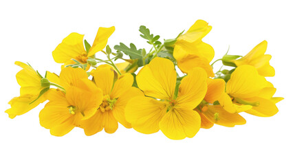 Yellow flowers with bright and vibrant petals on a white background isolated