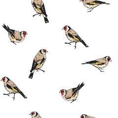 Fototapeta premium Seamless, pattern, birds illustrations, Goldfinch set of illustrations, vector hand drawn