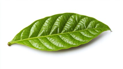 Obraz premium green cocoa leaf isolated on white