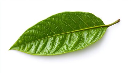 Obraz premium green cocoa leaf isolated on white