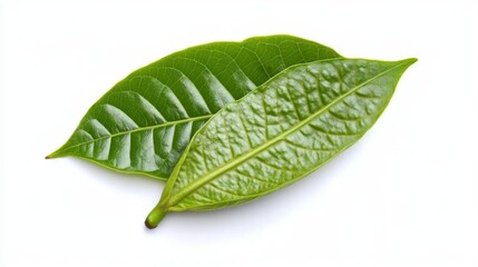 Obraz premium green cocoa leaf isolated on white