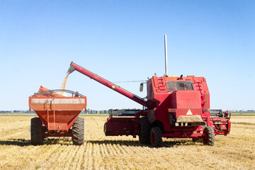 Red Combine harvester harvesting a golden barley field unloading grain into a grain wagon