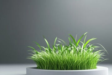 Lush green grass in a white pot, studio background, eco concept