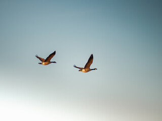 Grease headed south for winter