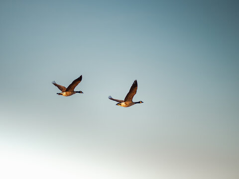 Grease headed south for winter