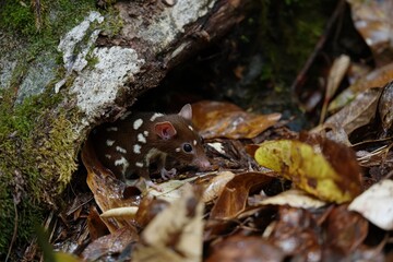 A spotted quoll with distinctive spots, hunting among fallen leaves in a temperate rainforest in Tasmania.