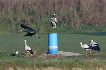 Obraz premium sul podio