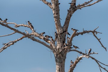 Rosy starling perched on a tree