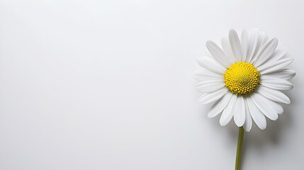 A cute daisy flower with white petals and yellow center, empty space for text, isolated on the white background