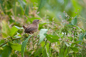 Eurasian Wren