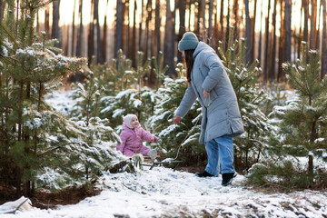Mother pulling her little daughter on a sled in a snowy forest at sunset.