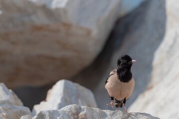 Rosy Starling perched on a rock