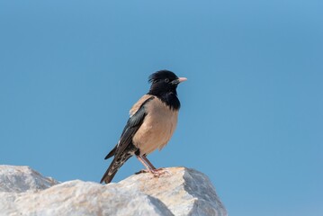 Rosy Starling perched on a rock