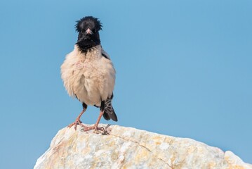 Rosy Starling perched on a rock