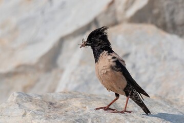 Rosy starling with plants in its beak